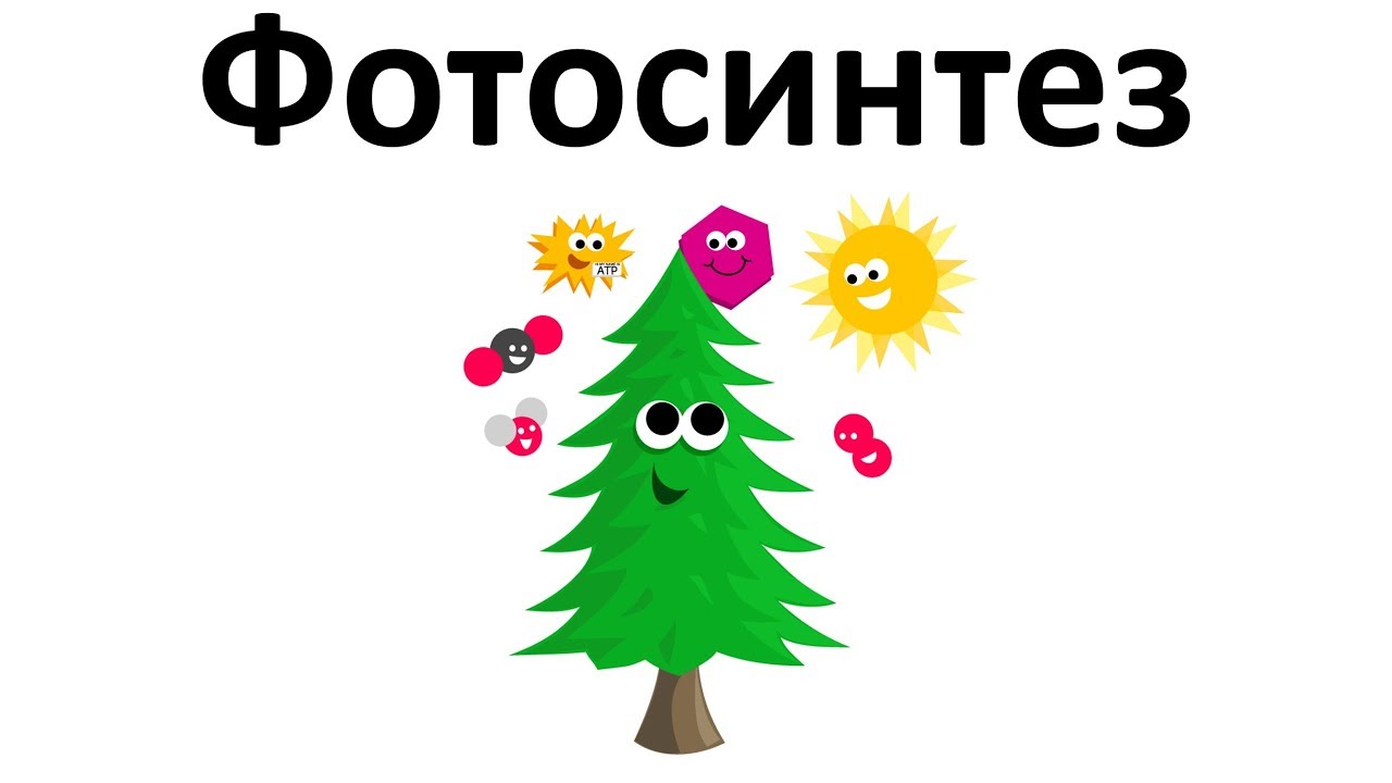 ⁣10. Фотосинтез (6 класс) - биология, подготовка к ЕГЭ и ОГЭ 2019