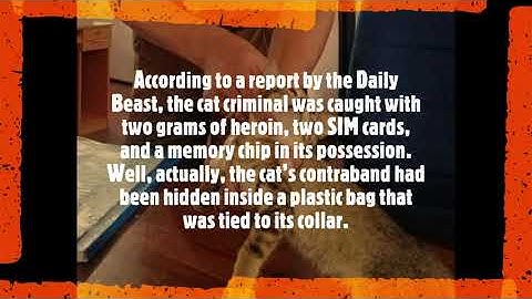 Contraband Smuggling cat!!