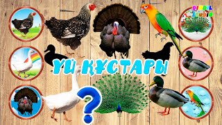 Үй құстары/домашние птицы/birds