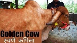 The Golden Cow of India | Swarna kapila gir cow from Gujarat