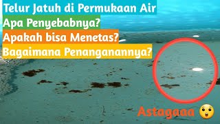 Cara Menyelamatkan Telur Cupang Yang Jatuh Agar Tetap Menetas Cara Menyelamatkan Telur Cupang Yang Jatuh Agar Tetap Menetas