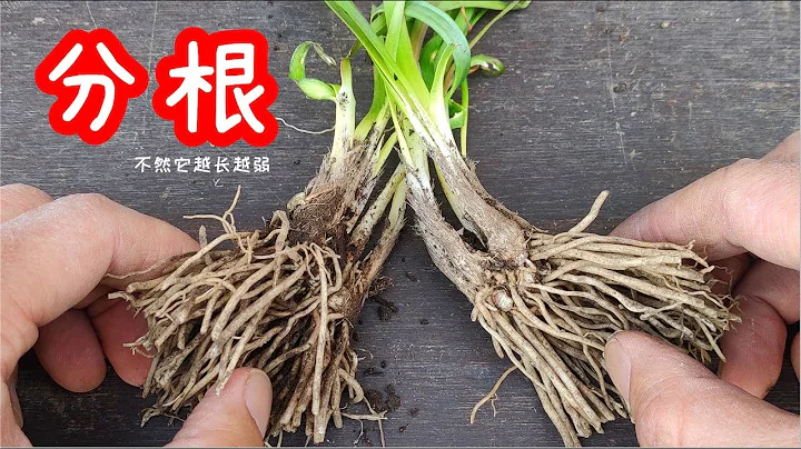 我是如何给韭菜分根换盆的：韭菜要想壮根肥叶，就要分根和修剪，否则韭菜越长越弱，/ How to grow garlic chives?【种菜养花】 - 天天要闻