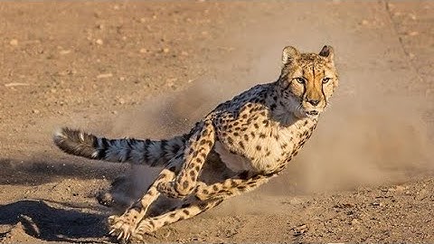 Python Suddenly Regrets, Desperately Tried Attacking Porcupine- Porcupine Vs Leopard, #wildanimals