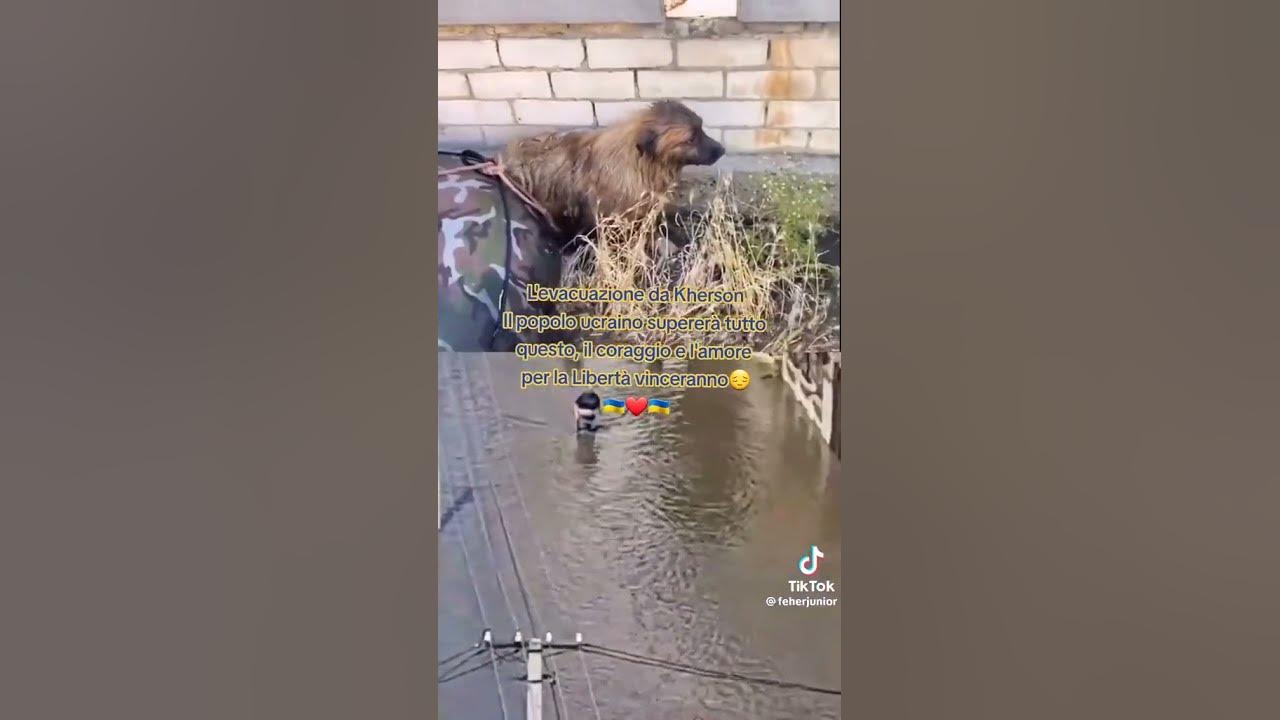 Херсон !!!!Бідні тварини!Волонтери спасають !!!!Після підриву ГЄС!😭😭😭 ...