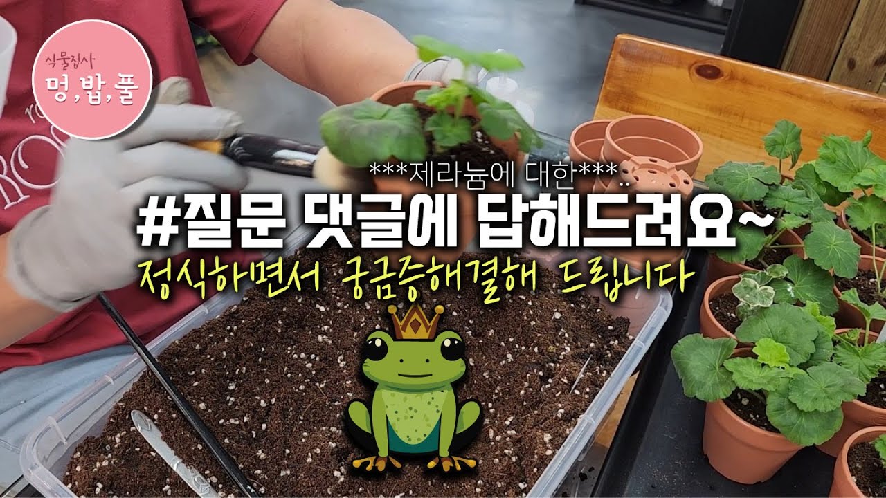 제라늄, 댓글에 답해드립니다 #님유박사용 #제라늄원데이클래스 안내 #락스원액사용