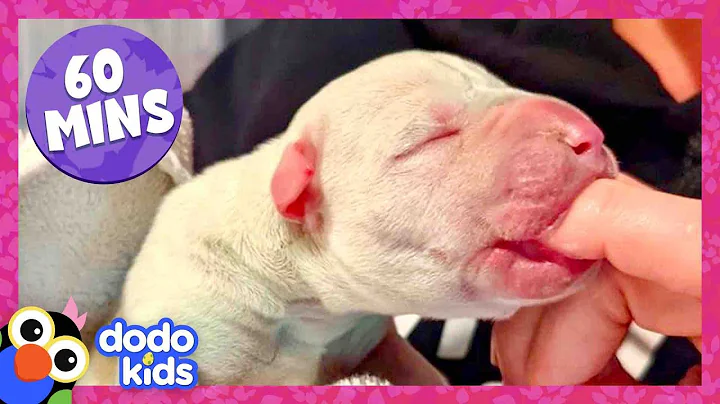 60 Minutes Of The Most Heroic Animal Rescues | Dodo Kids | 1 Hour Of Animal Videos For Kids