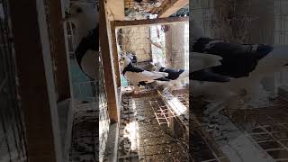 কবুতর পালন করলে সময় দেওয়া লাগে #india #farming #bird #reels #pigeon