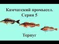Русская Рыбалка 3.99 Камчатский промысел 5 - Терпуг