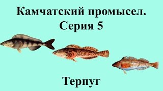 Русская Рыбалка 3.99 Камчатский промысел 5 - Терпуг