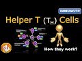 Helper T Cells: TH1 cells,  TH2 cells,  TH17 cells,  TFH cells and Treg cells (FL-Immuno/32)