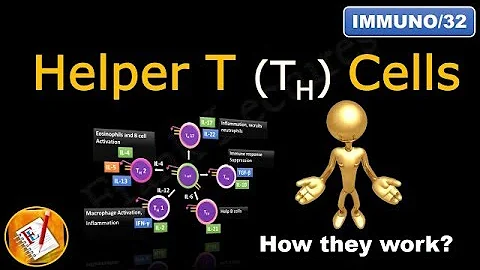 Helper T Cells: TH1 cells,  TH2 cells,  TH17 cells,  TFH cells and Treg cells (FL-Immuno/32) - 天天要聞