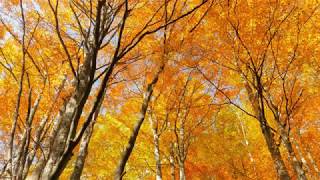 Remember - Fariborz Lachini Golden Autumn   قطعه ای از خوابهای طلایی- فریبرز لاچینی