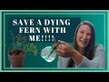 How To Care For A Fern | How To Revive a Dying Fern | How To Make Humidity