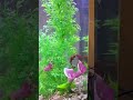#music #lyrics #aicover #nature #aquarium #fish #beta