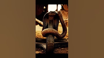 What Was Wrapped Around This Cobra’s Neck 😨#Cobra #Parasite #Snake #WildlifeRescue #NatureShock
