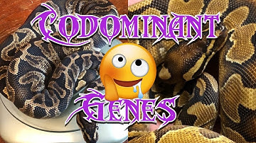 Codominant Genes 🧬