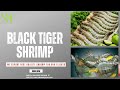 Black tiger shrimp  sh enterprise