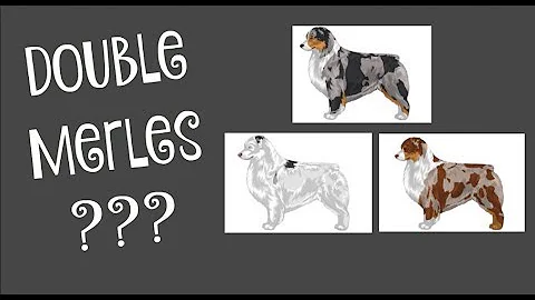 How do I know if my dog is double merle?