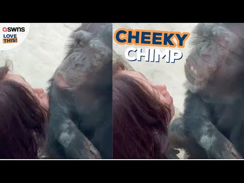 Chimp repeatedly kisses woman through glass 😘🙊 | LOVE THIS!