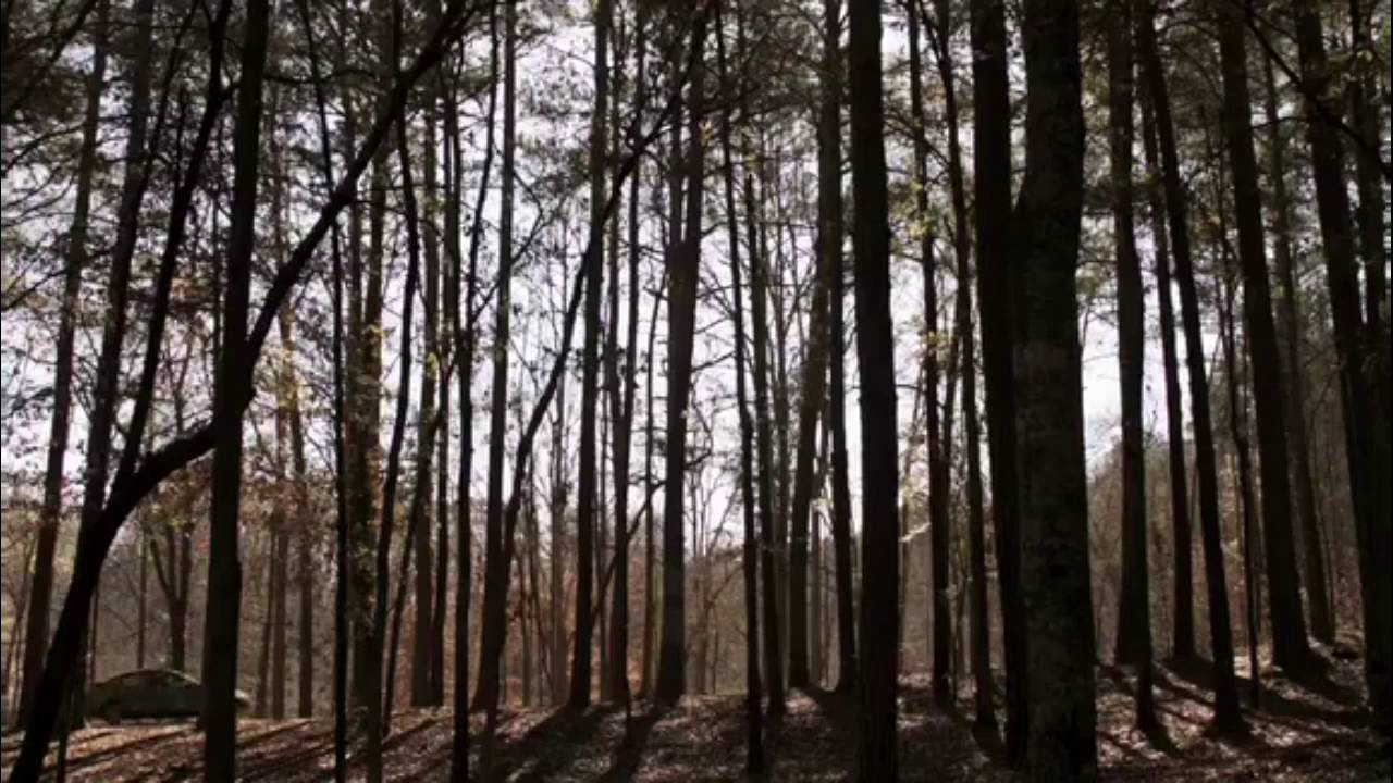 Teens in the wood Teens in the wood