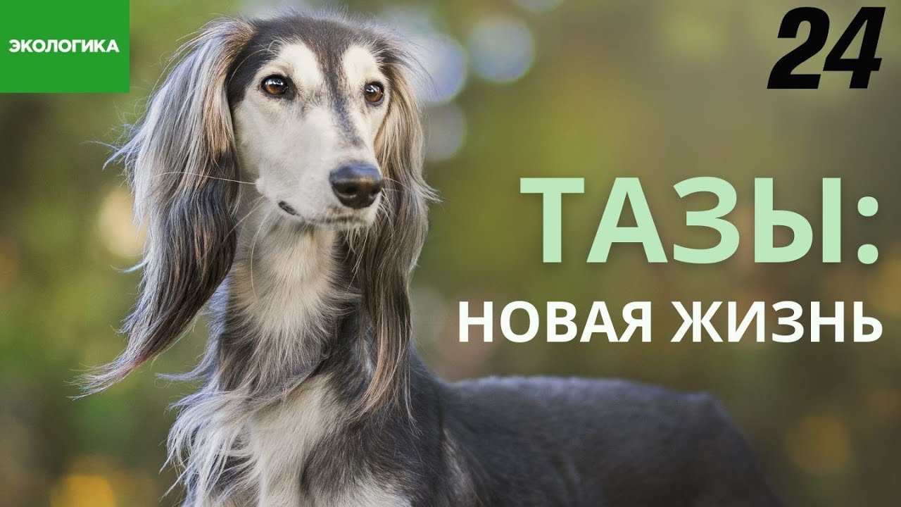 Казахские породы собак тазы и тобет оказались на грани исчезновения ...