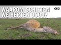 Waarom schieten we herten dood? | De Buitendienst over de Oostvaardersplassen