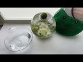 Evacuate Marimo moss balls from mossy aquarium