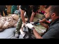 Watch: New shoes for Zeyna, Safari West's beloved 2-year-old giraffe at Safari West