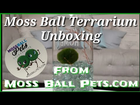 Caring For A Moss Ball Pet Is A Surprisingly Wholesome And