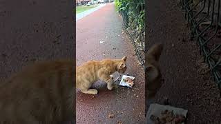 Sevimli minik kediyi beslerken #kedi #kedivideoları #yavrukedi