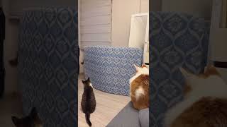 Acrobatic Squirrel Shows Off for Cat Audience