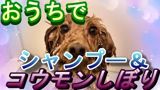 シャンプー 肛門しぼり 耳クリーニングをおうちでしたよ！　#7　【トイプードル】【犬】【シャンプーの仕方】