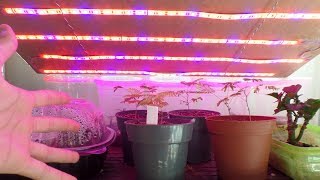 Andre steder Downtown indelukke Unboxing and Review of TopLED Grow Strip Lights! - YouTube