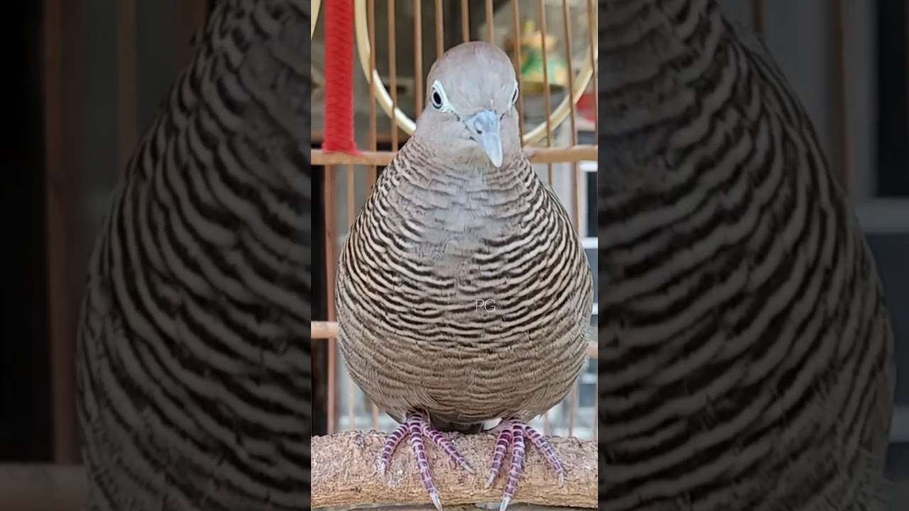 Local turtle doves have a crystal clear topcer sound for bait that responds immediately 