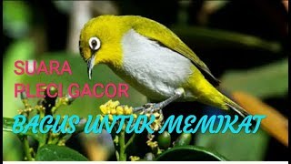 Suara Pleci Daput Lokal Sulawesi (Baubau Buton) Bagus Untuk Pikat