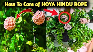 How To Care of Hoya Hindu Rope Plants