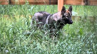 Summer Adventure by DireWolf Dogs of Vallecito, LLC 553 views 8 years ago 1 minute, 4 seconds