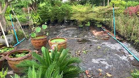 First morning after setting schedule for rachio wifi irrigation sprinkler system