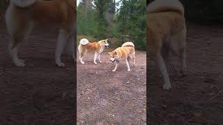 Akita Inu - Akiyama 6 months by Marc Druten 119 views 5 months ago 1 minute, 1 second