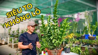 HƯỚNG DẪN ĐẦY ĐỦ CÁCH ĐỂ GHÉP DENDRO NẮNG PENSODA THÀNH CHẬU KHỦNG | #HOALANDUYPHONG