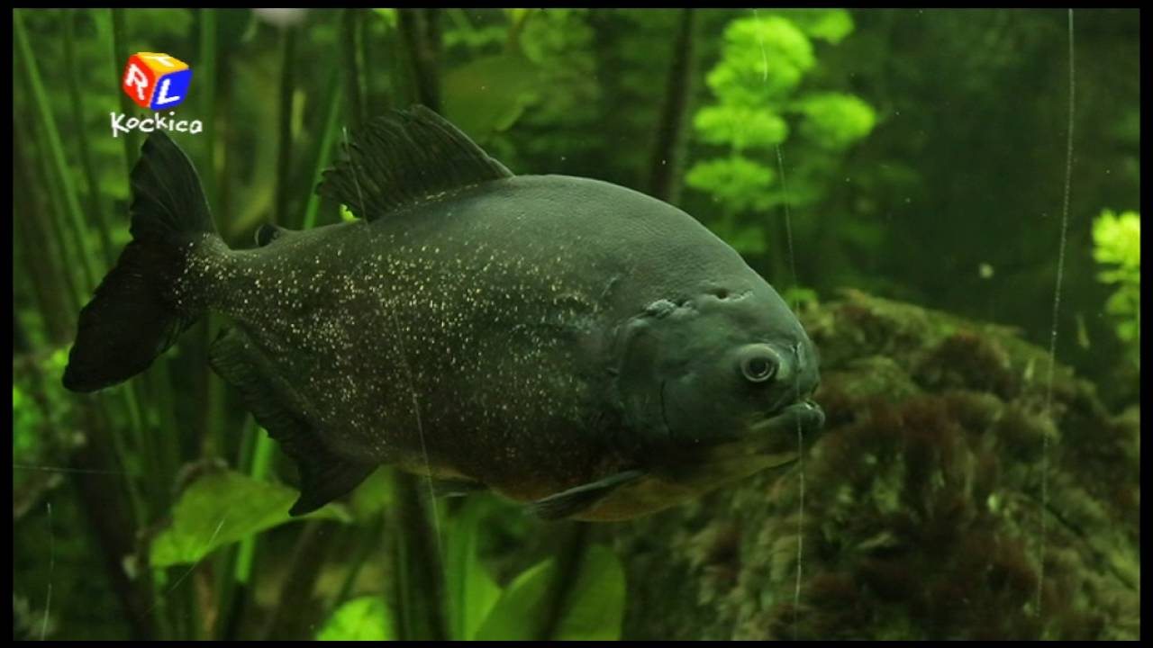 Idemo u Zoo: Crvenoprsa pirana