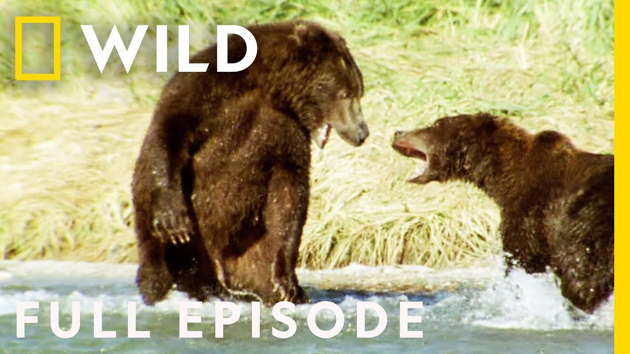 The Savage Showdowns of the Animal Kingdom (Full Episode) | Animal Fight Night – Documentary