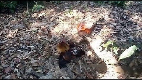 ຕໍ່ໄກ່ປ່າມາໄວ dib qaib qus tuaj ceev heev 2020