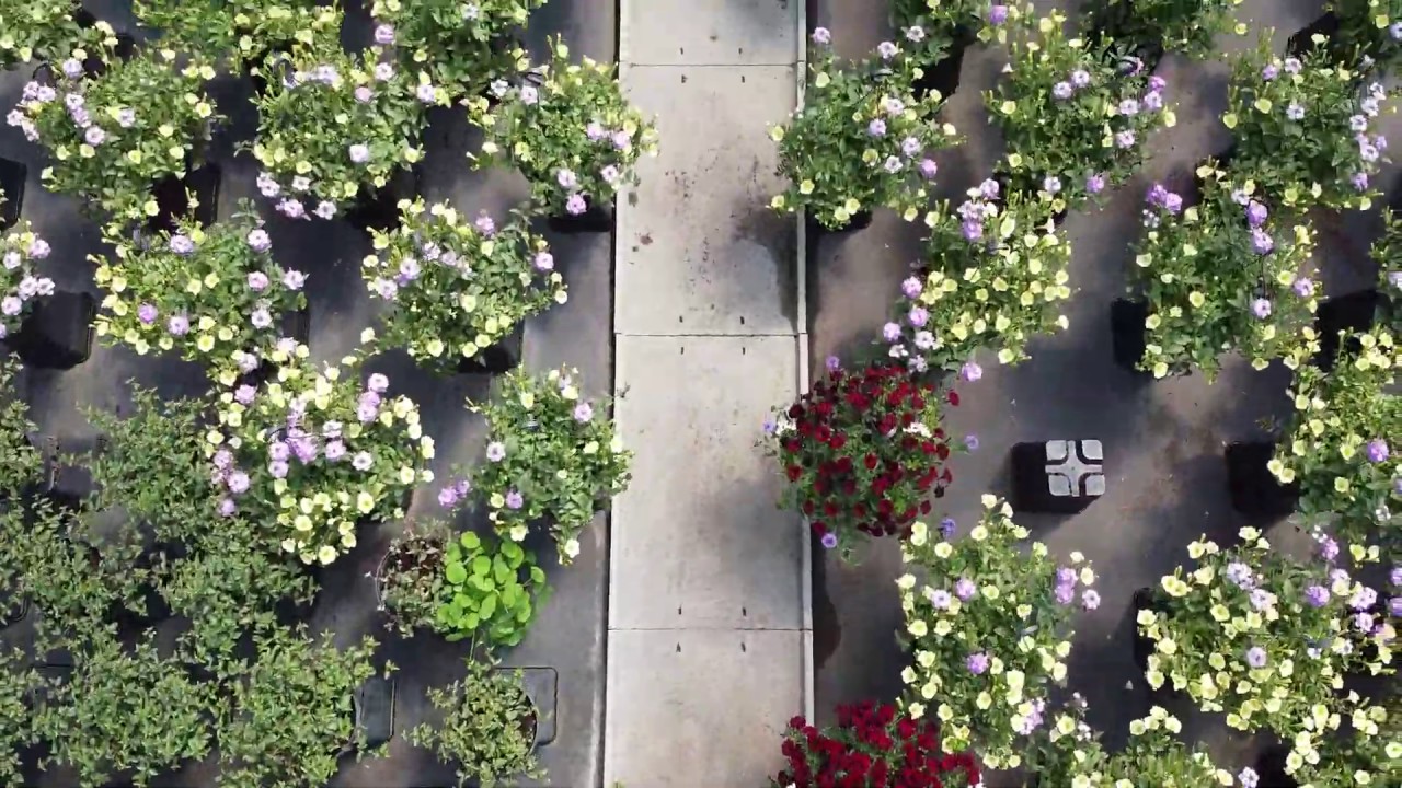 Afdeling Tuinbouw Pito Stabroek