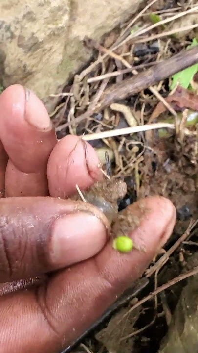 Download lagu Grey Moonstone Estimated Value $199 Millions #gem #moonstone #gems #preciousgem #crystal #fish#stone