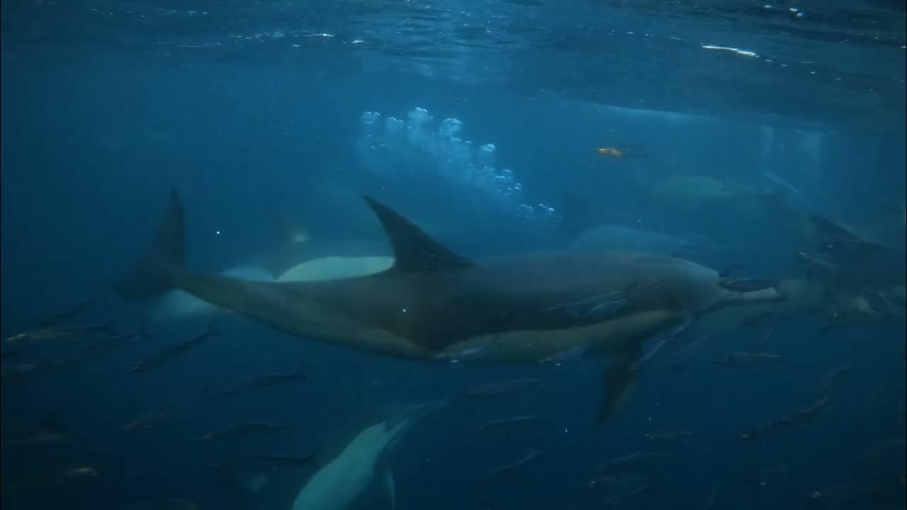 Sardine Run 2022 YouTube