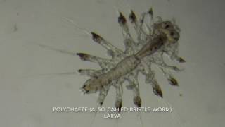 Zooplankton video 2 2017