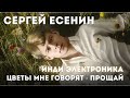 Инди-электроника - Сергей Есенин - Цветы мне говорят - прощай (Time Duel) #music #love #музыка