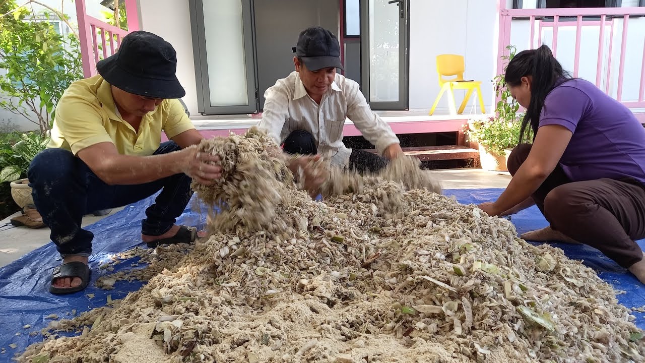 #2 Nuôi heo: Ủ chuối làm thức ăn cho heo _ Trung tâm Thiện Chí