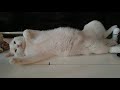 Белый котик Валя-мамин любимчик!